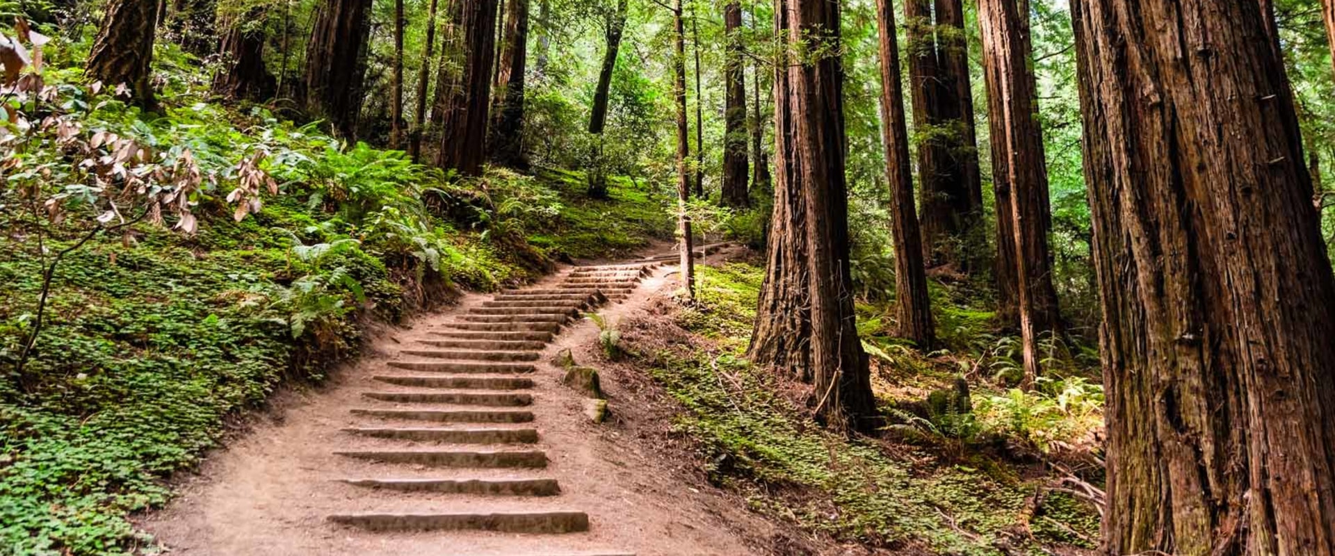 Exploring the Great Outdoors: Hiking Trails in Danville, California