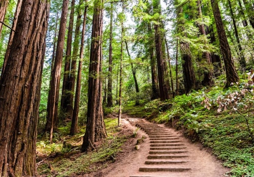 Exploring the Great Outdoors: Hiking Trails in Danville, California